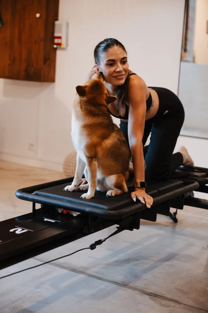Le shiba du studio installé sur une machine